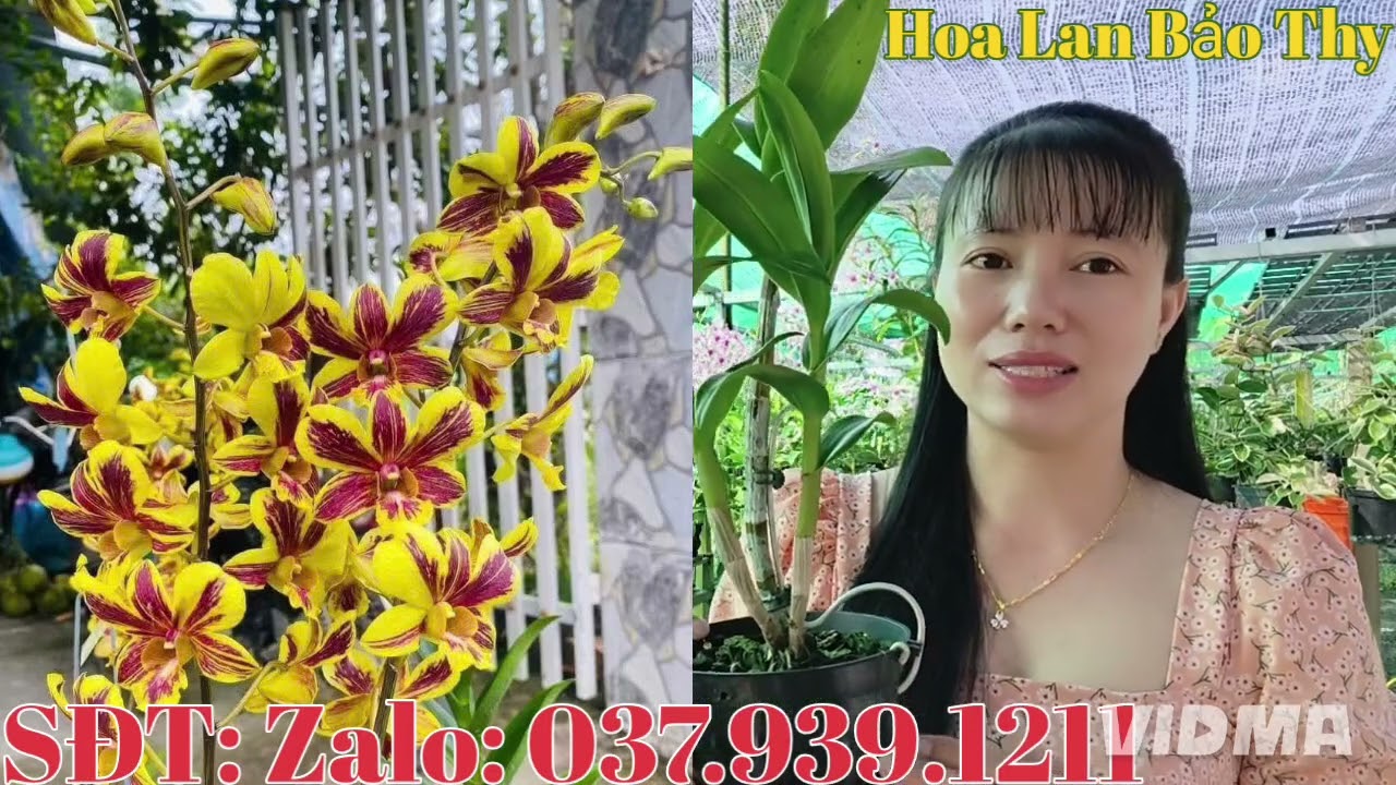 Chớp chuẩn giá yêu thương, kính mời cả nhà 7-3-2026 (HoaLanBảoThy)