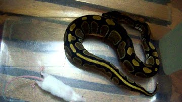Ball Python (in your face) strike and constrict