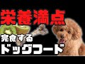 【栄養満点】完食するドックフード！ペットを元気にするトッピングのコツ！〜一緒に考えよう！その子を幸せにする食事のこと〜