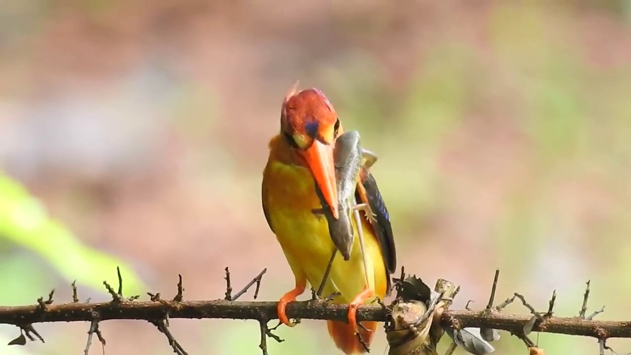 Oriental dwarf kingfisher 
