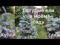 ГОЛУБЫЕ ЕЛИ В МОЁМ САДУ. Глаука, Хупси, Ель голубая