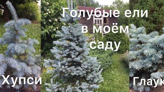 ГОЛУБЫЕ ЕЛИ В МОЁМ САДУ. Глаука, Хупси, Ель голубая