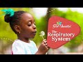 Understanding the Respiratory System