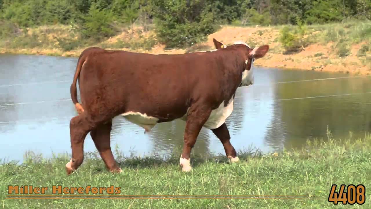 Miller Herefords 4408