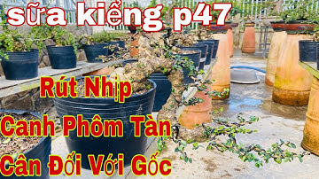 sửa kiểng bonsai P47 | rút cốt cây bonsai , tại sao nuôi cây lại cắt tỉa cành rút cốt - mẹo nuôi cây