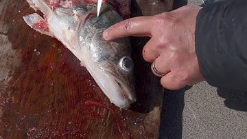 Lake Winnipeg Walleye Cleaning – Cheeks