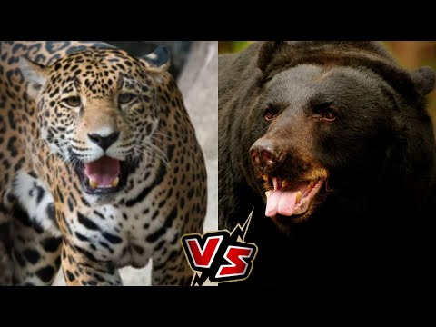 Ягуар VS Чёрный Медведь КТО СИЛЬНЕЕ?