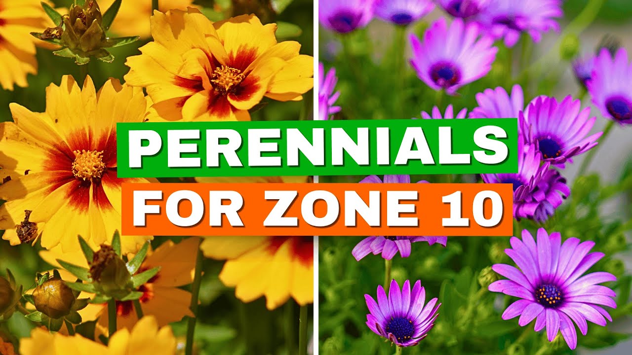 Zone 10 Perennials: 15 Long-Blooming, Low-Maintenance Favorites