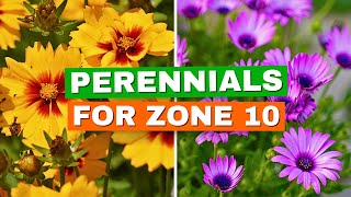 Zone 10 Perennials: 15 Long-Blooming, Low-Maintenance Favorites