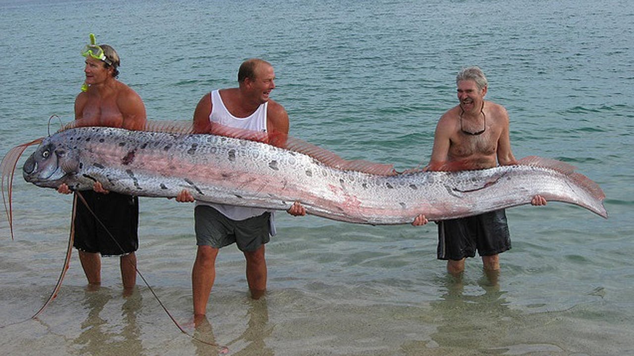 Der Größte Knochenfisch der Welt - "Tiefseeungeheuer" Riemenfisch...