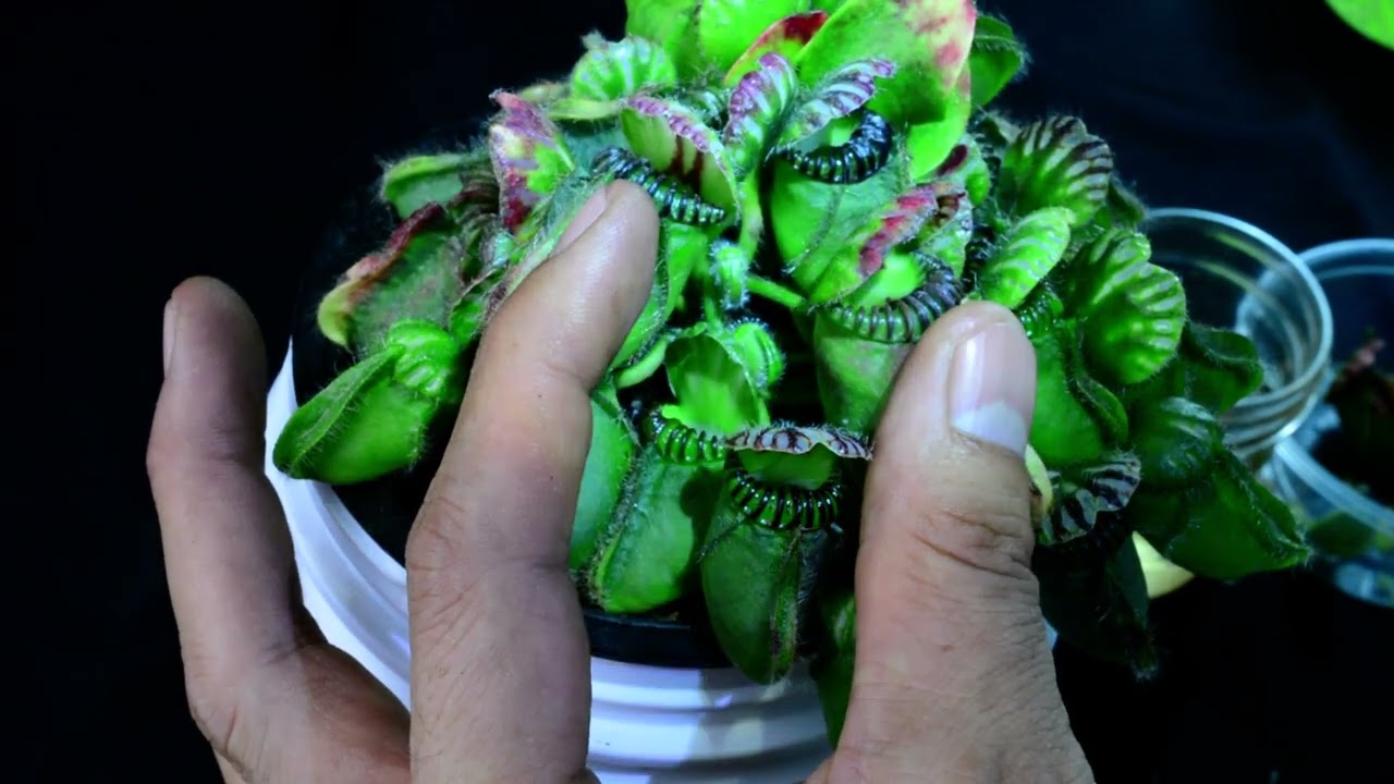 Plant-H03 Cephalotus 'Hummer's Giant' - bi-weekly maintenance – 10