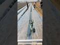 Brilliant Hack：Plastic Mulch Installation Using Rope and Weight #farmer #agriculture #work