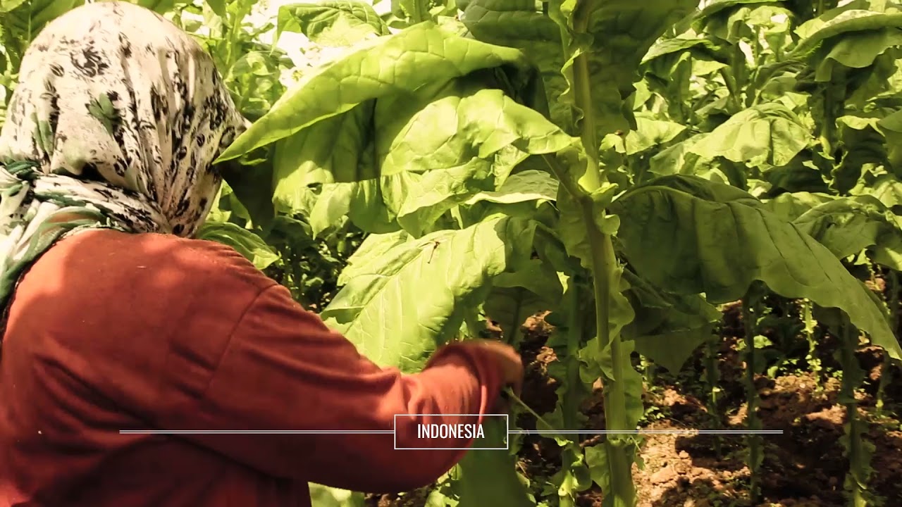 what is the strongest rolling tobacco Rolling tobacco in Latin America and South East Asia