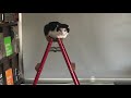脚立の上が好きなコケたん。