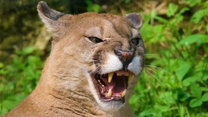 Incredible Wildlife in Stunning 16K HDR 120fps Dolby Vision