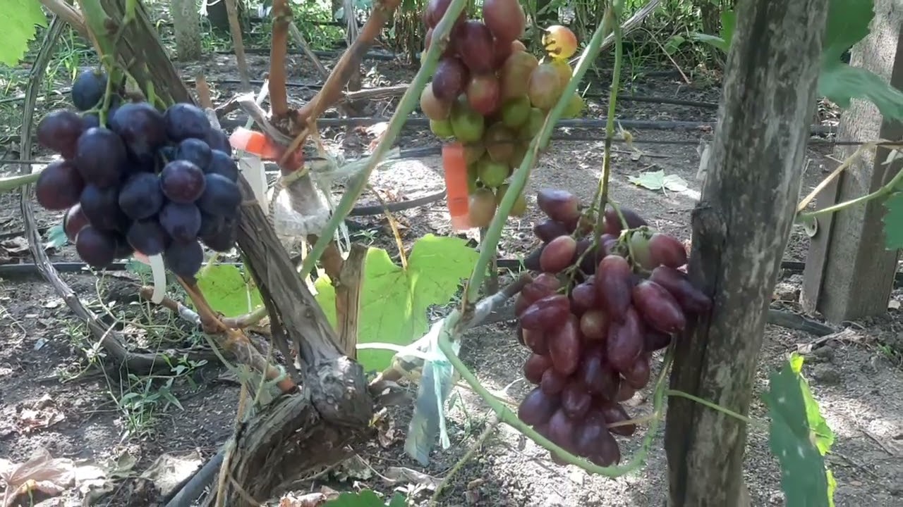 Вот эти сорта винограда и  нужны на нашем винограднике