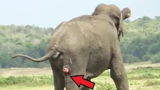 After looking at the elephant through binoculars, the guy was stunned by what he saw!