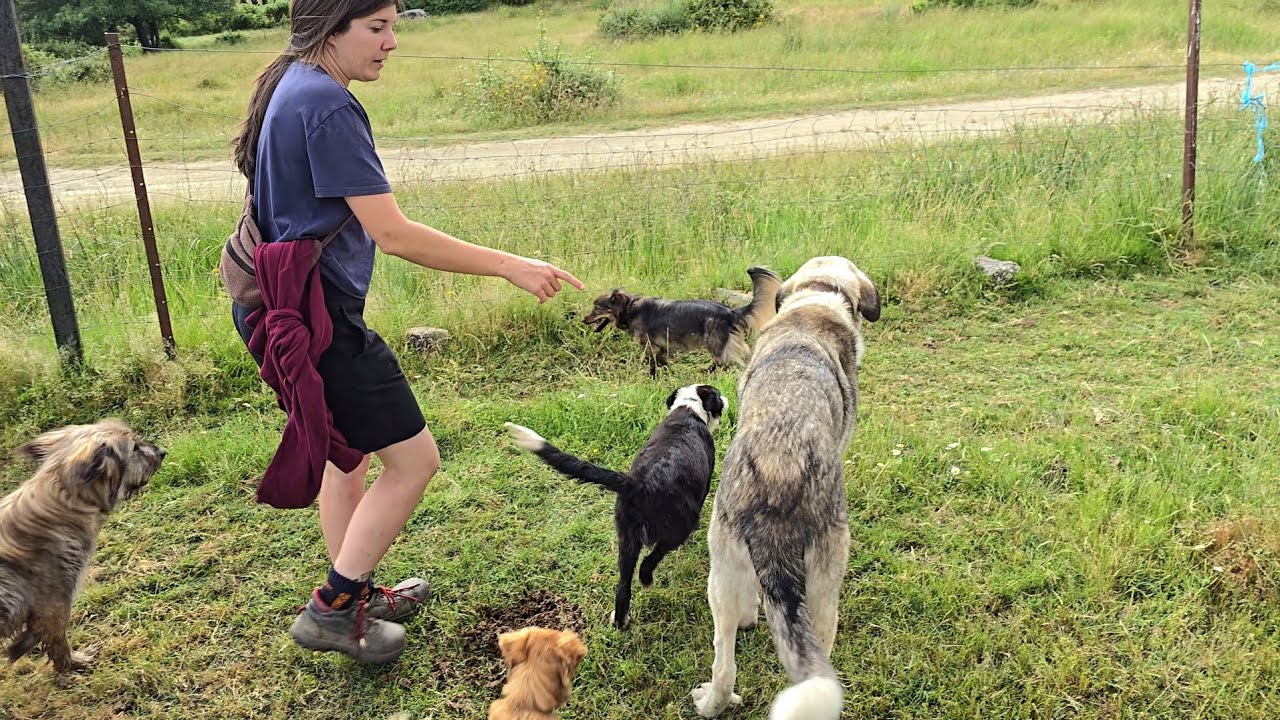 Con los perros pastores y mi padre buscando al ganao, nos van a poner finos