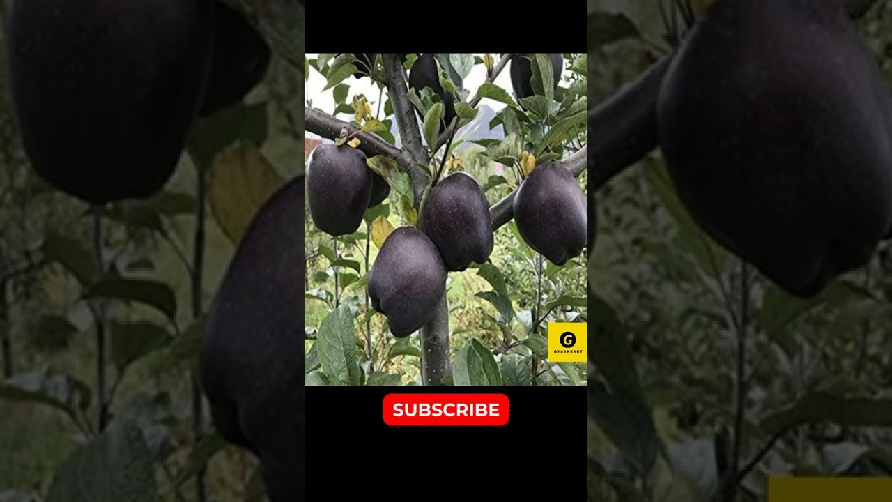 Tibet black diamond apple 