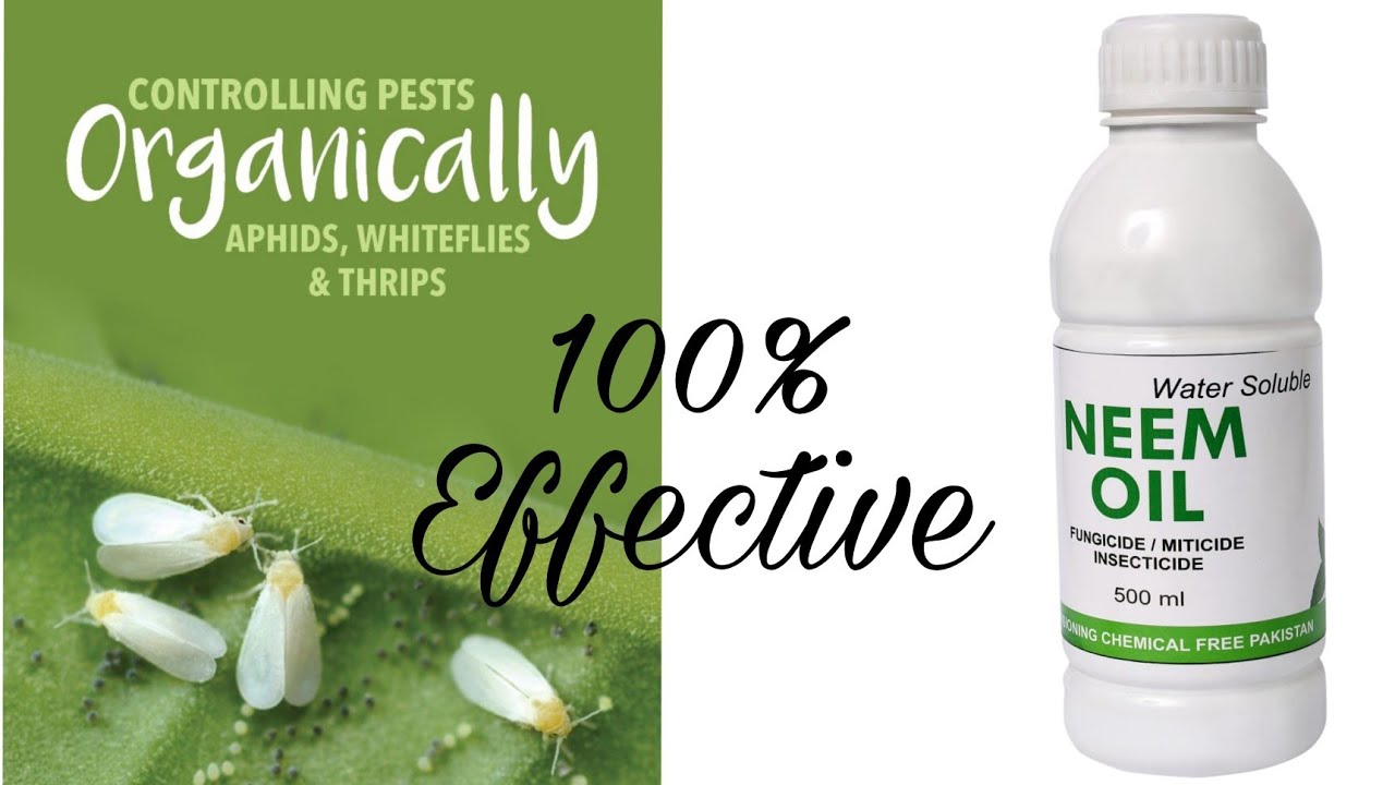 How to get rid of Aphids, white flies, thrips and all kind of pest ...