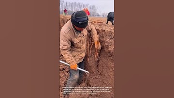 Harvesting Root Vegetables: Manual Digging in a Trench
