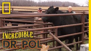Pregnancy Checks on Some "Cash Cows" | The Incredible Dr. Pol