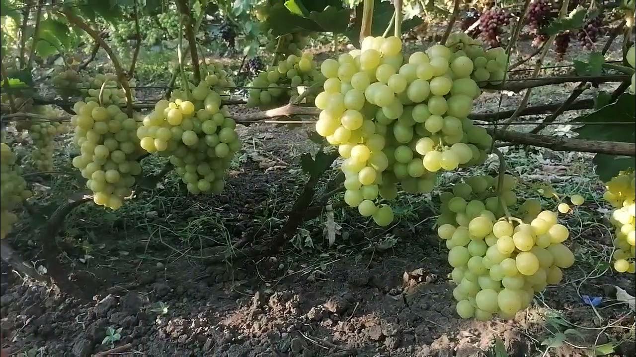 Виноград Урожай. Знаменка. Часть 1. Виноград 2015. - YouTube Виноград, Растения,