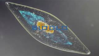 BioGlo │ Bioluminescence │Natural Phenomena
BioGlo is a truly unique aquarium that maximizes visibility and interaction with one of natures most beautiful phenomena: bioluminescence.
Inside its sleek hourglass shape, Bioglo Contains Hundreds of Tiny Microbes Called Dinoflagellates (a.k.a. dinos). These dinos have the natural ability to absorb the suns rays during the day and emit a mysterious blue glow when shaken at night.
By providing the right conditions for the dinos to thrive, BioGlo makes it easy to care for the microbes and observe their bioluminescent effect in the comfort of your home or classroom.
Source https://www.kickstarter.com/projects/microbes/bioglo-living-ocean-light BioGlo │ Bioluminescence │Natural Phenomena