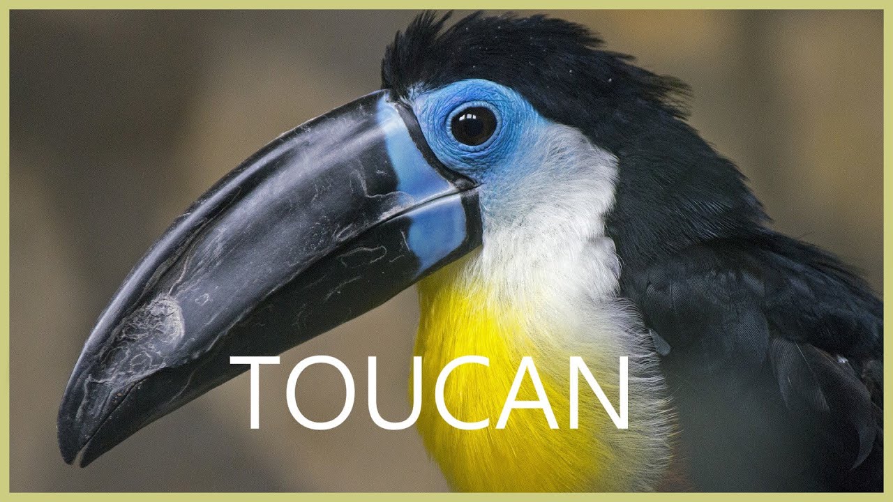 Toucan sound effect egzotic toucan bird sound YouTube