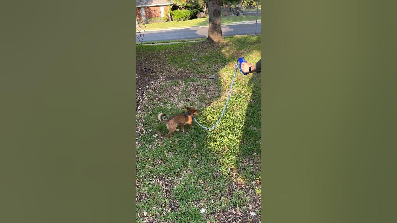 Why wasn't this invented already? The World's first eLeash; Loyal