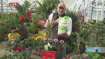 The 3 things you need to create a stunning container garden