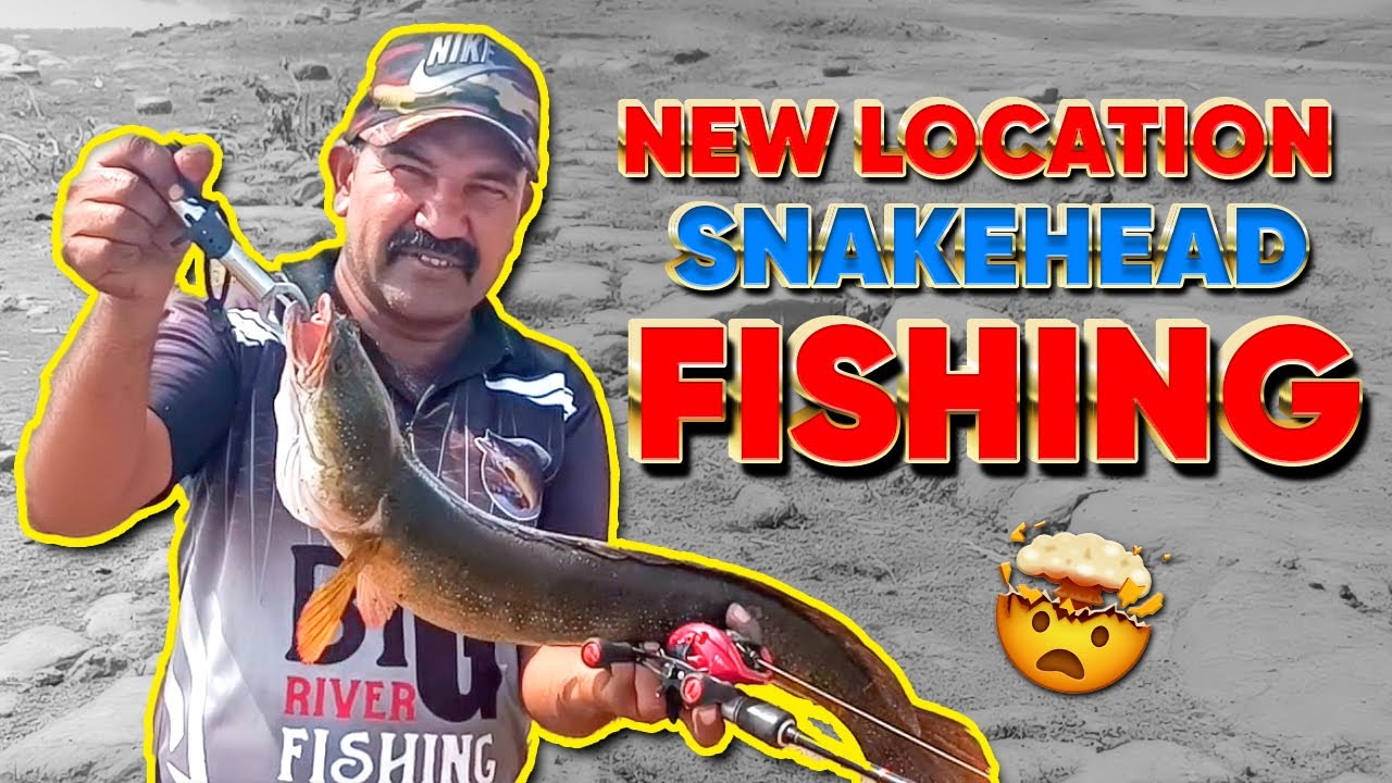 New Location Snakehead Fishing Amazing Fishing Snakehead Fishing