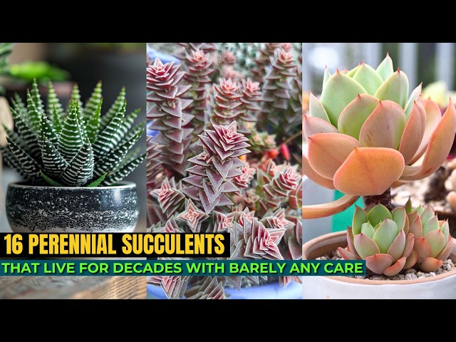 16 Perennial Succulents That Live for Decades With Barely Any Care - YouTube