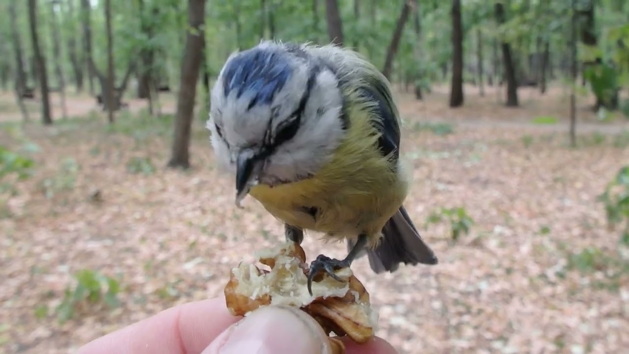 Синицы кушают орех / Birds eat nut YouTube