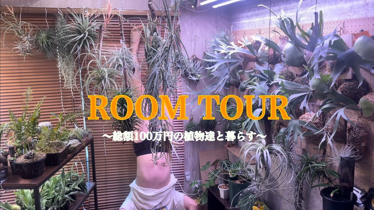 【ルームツアー】総額１００万円の植物たちと暮らす/植物紹介/ビカクシダ/チランジア/アンスリウム