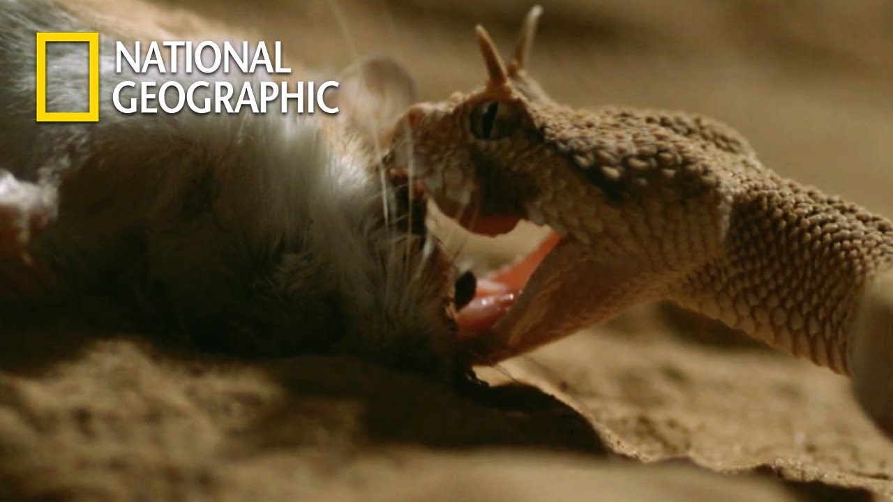 가장 위험한 화학무기를 장착한 포식자, 살무사의 사막쥐 사냥 장면!