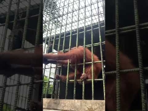 Orangutan grabs zoo visitor who jumped guardrail | USA TODAY #Shorts