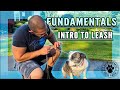 HOW TO USE A SLIP LEAD | FUNDAMENTALS: INTRO TO LEASH TRAINING | NJ DOG PACK