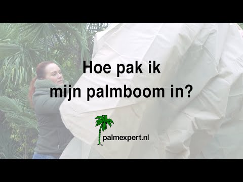 Hoe bescherm ik mijn (Trachycarpus fortunei) palmboom in de winter? | Palmexpert.nl