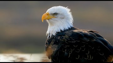 eBird Status and Trends w Cornell Lab Senior Scientist Amanda Rodewald