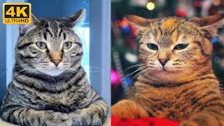 Funny cats compilation, try not to laugh  Funny pets life cute videos
