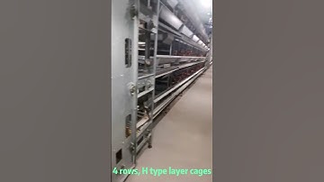 40,000 Layers H Type Battery Chicken Cage System in Ghana | Fully Automated Poultry Farm Project