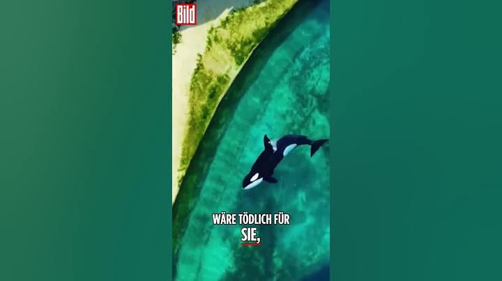 Orcas in verlassenem Wasserpark zurückgelassen | #shorts