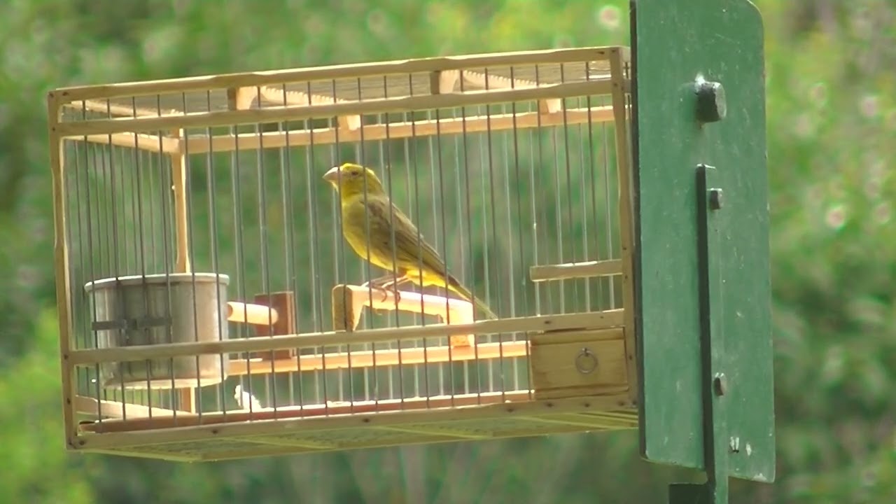 Participo en amarillo sin cierre Copa Federacion Monte Grande 23-02-25 25