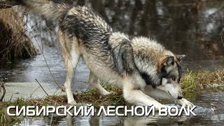 Сибирский лесной волк. Описание вида, фото Сибирский лесной волк. Описание вида, фото