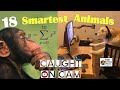 18 PINAKA MATALINONG HAYOP BUONG MUNDO |  Smartest Animals in the World