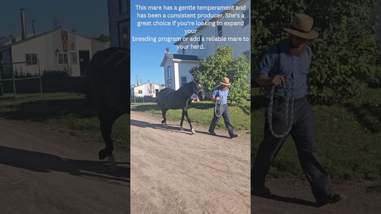 14 year old Morgan broodmare,