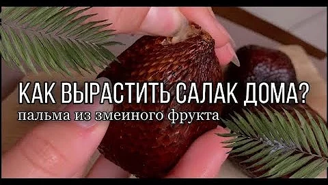 КАК ВЫРАСТИТЬ САЛАК ДОМА. ФРУКТ ДРАКОНА НА ПОДОКОННИКЕ. ВЫРАЩИВАЕМ ЭКЗОТИЧЕСКИЕ ФРУКТЫ