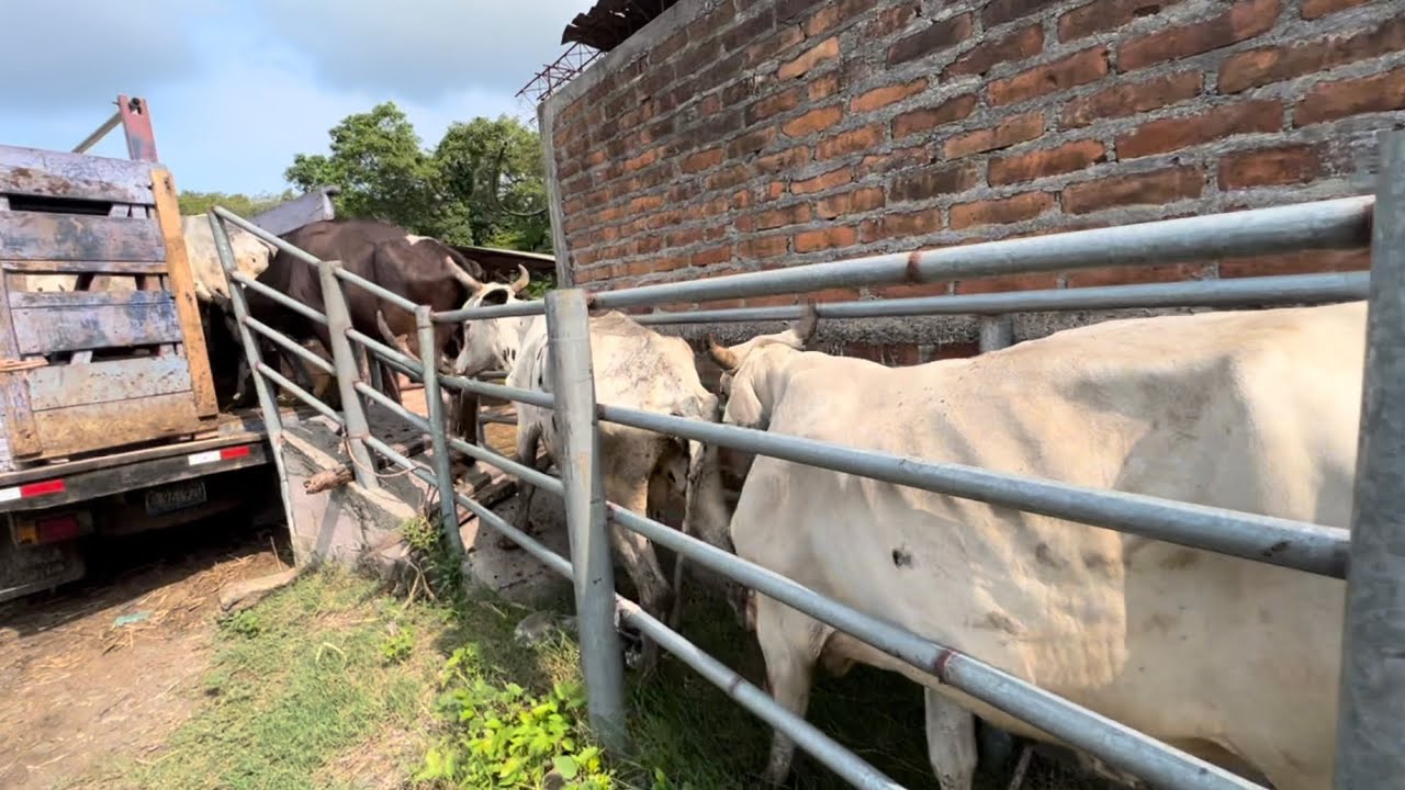 Cargando Las Vacas Al Cami n Para Llevarlas A San Juan YouTube cargando-las-vacas-al-cami-n-para-llevarlas-a-san-juan-youtube