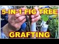 5-IN-1 Fig Tree |  Grafting & Re-Potting Techniques